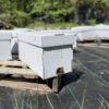 Nucleus Colonies live bees in a white rectangular box